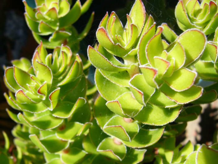 Crassula dejecta (Doily Crassula) aka Crassula undulata