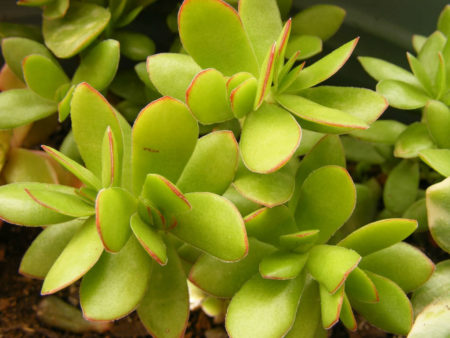 Crassula undulata (Doily Crassula) - World of Succulents