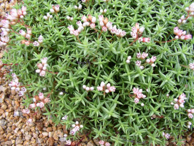 Crassula dependens