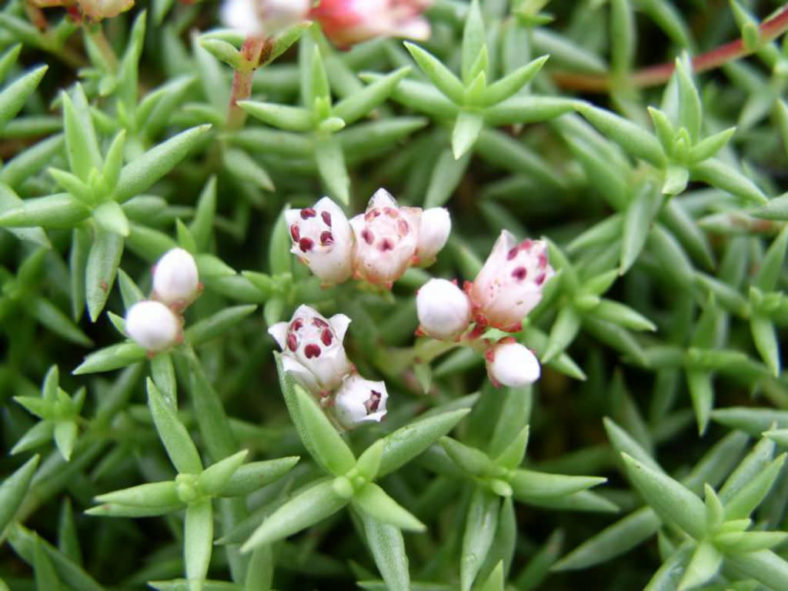 Crassula dependens