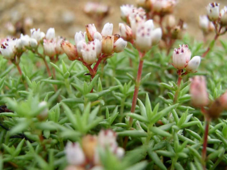 Crassula dependens