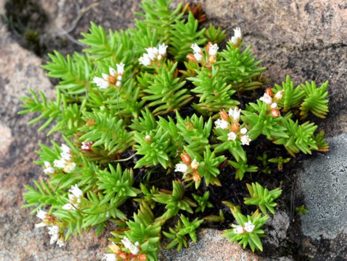 Crassula dependens