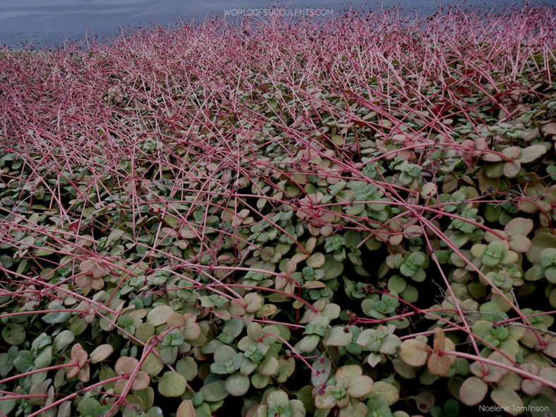 Crassula multicava (Fairy Crassula)