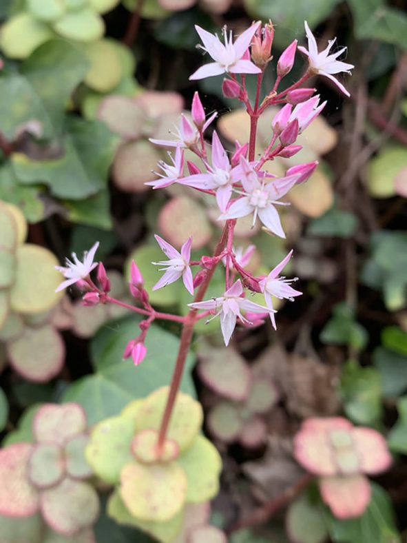 Crassula multicava (Fairy Crassula)