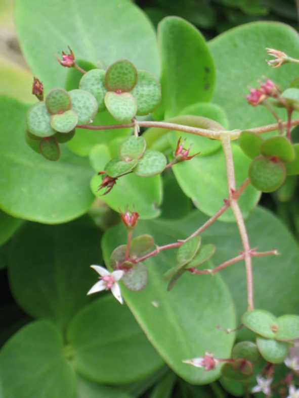 Crassula multicava (Fairy Crassula)