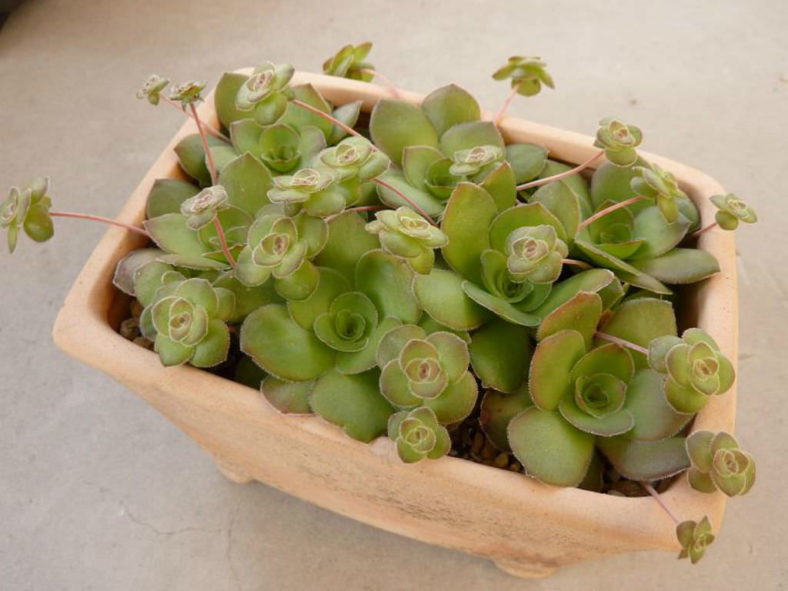 Crassula orbicularis