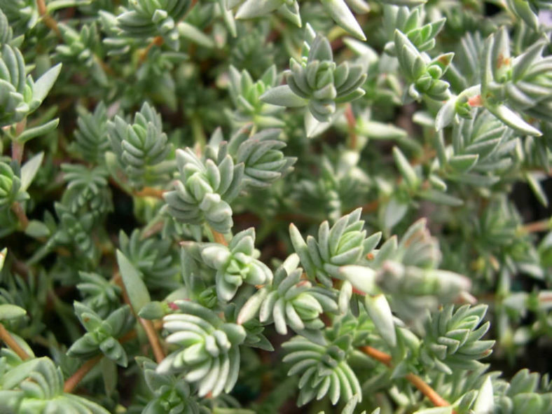 Crassula peploides