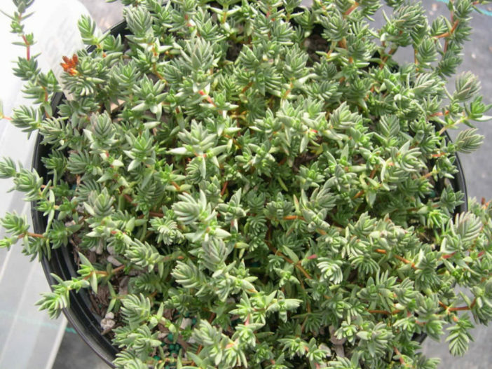 Crassula peploides