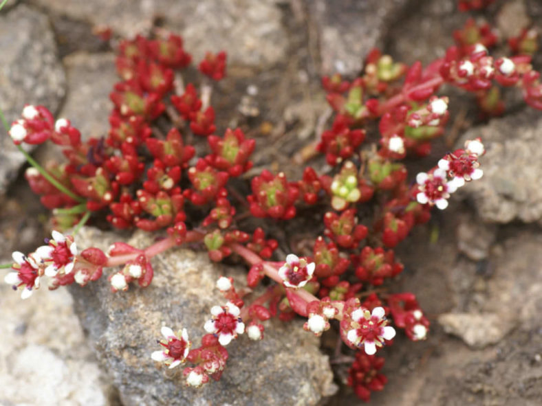 Crassula peploides