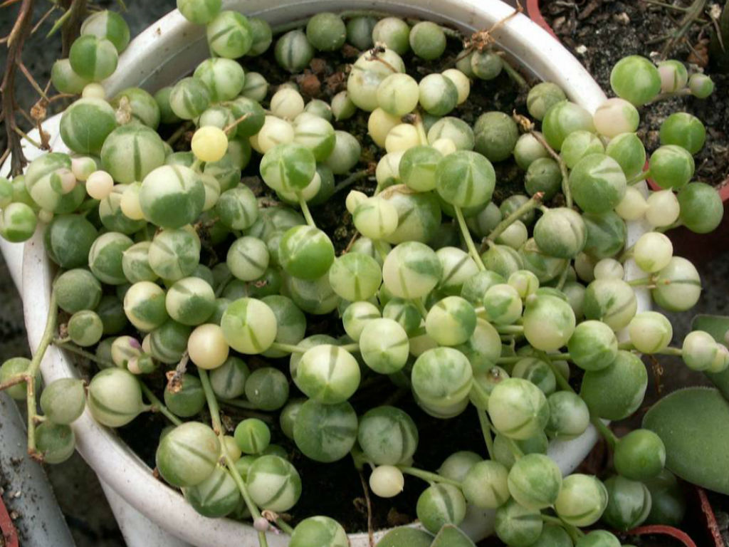 Curio rowleyanus 'Variegatus' (Variegated String of Pearls) aka Senecio rowleyanus 'Variegatus'