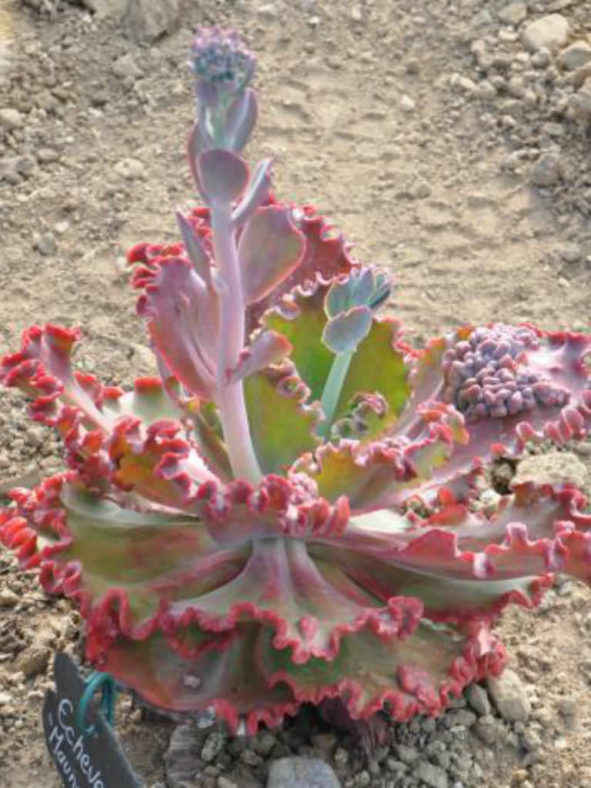 Echeveria 'Mauna Loa'