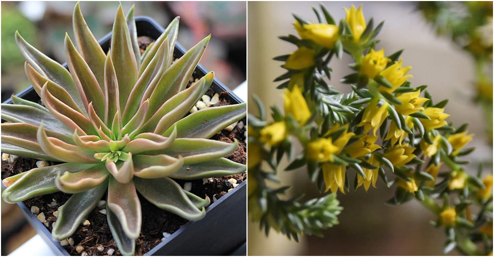 Echeveria lutea - Yellow Echeveria | World of Succulents