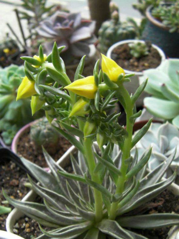 Echeveria lutea (Yellow Echeveria)