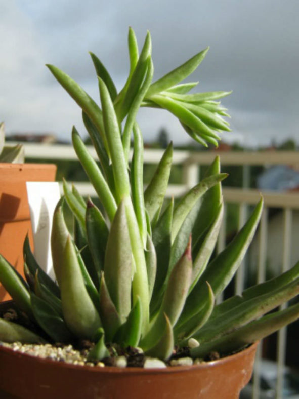 Echeveria lutea (Yellow Echeveria)