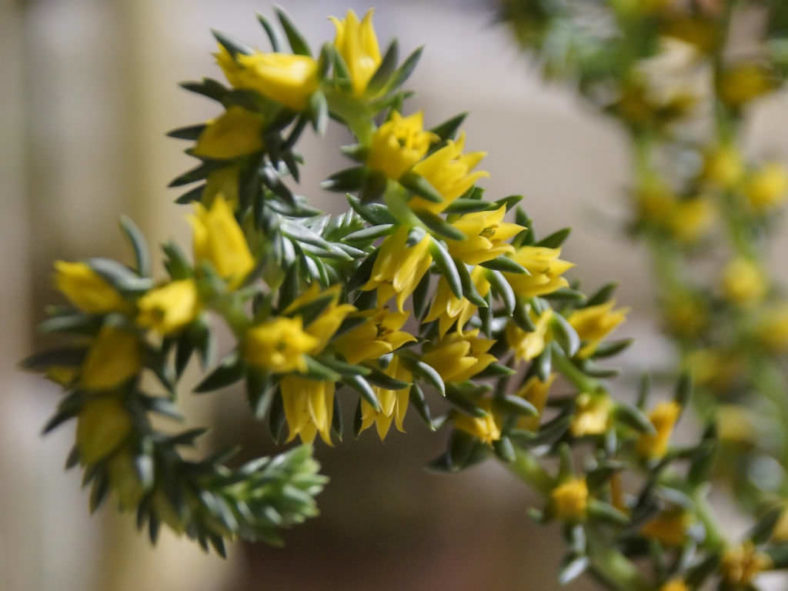 Echeveria lutea (Yellow Echeveria)