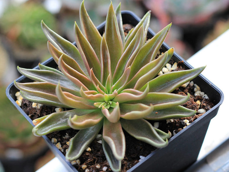 Echeveria lutea (Yellow Echeveria)