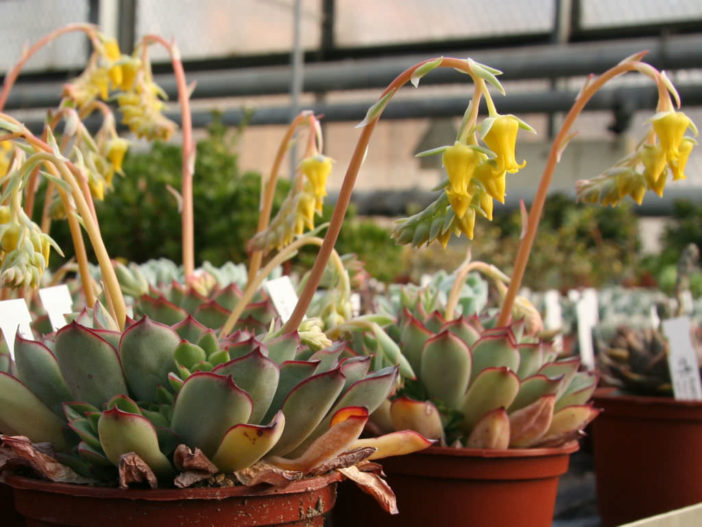 Echeveria pulidonis (Pulido's Echeveria)