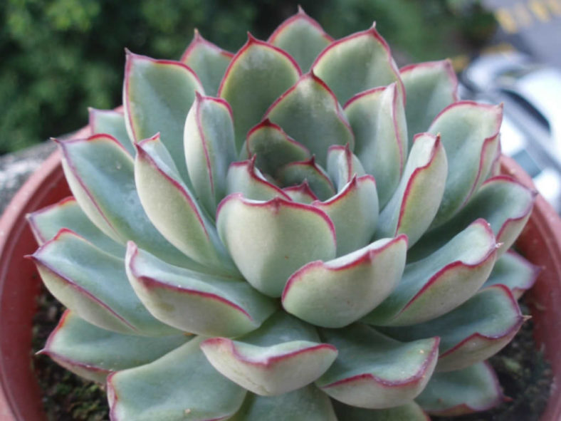 Echeveria pulidonis (Pulido's Echeveria)