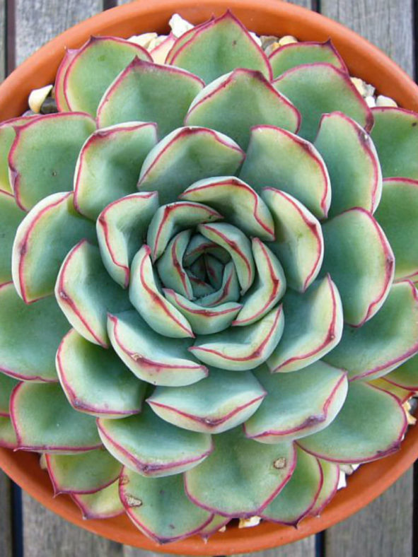 Echeveria pulidonis (Pulido's Echeveria)