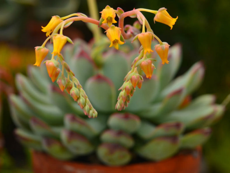 Echeveria pulidonis (Pulido's Echeveria)