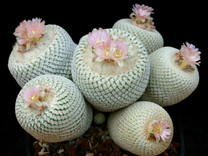 Epithelantha bokei (Pingpong Ball Cactus)