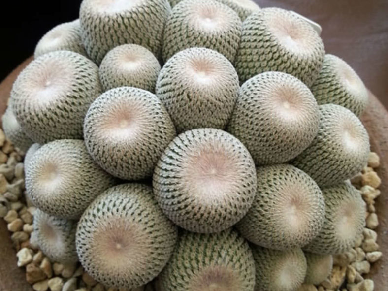 Epithelantha bokei (Pingpong Ball Cactus)