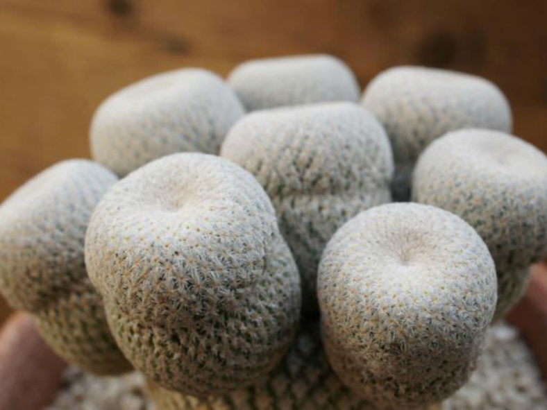 Epithelantha bokei (Pingpong Ball Cactus)