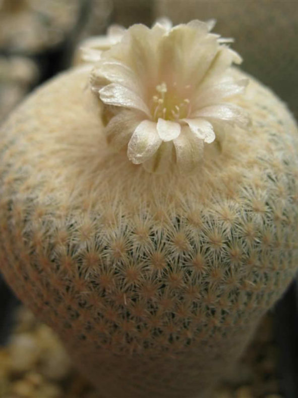 Epithelantha bokei (Pingpong Ball Cactus)