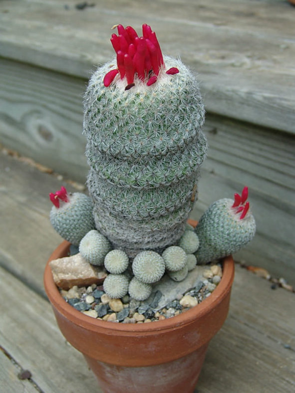 Epithelantha micromeris (Button Cactus)