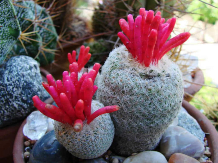 Epithelantha micromeris (Button Cactus)