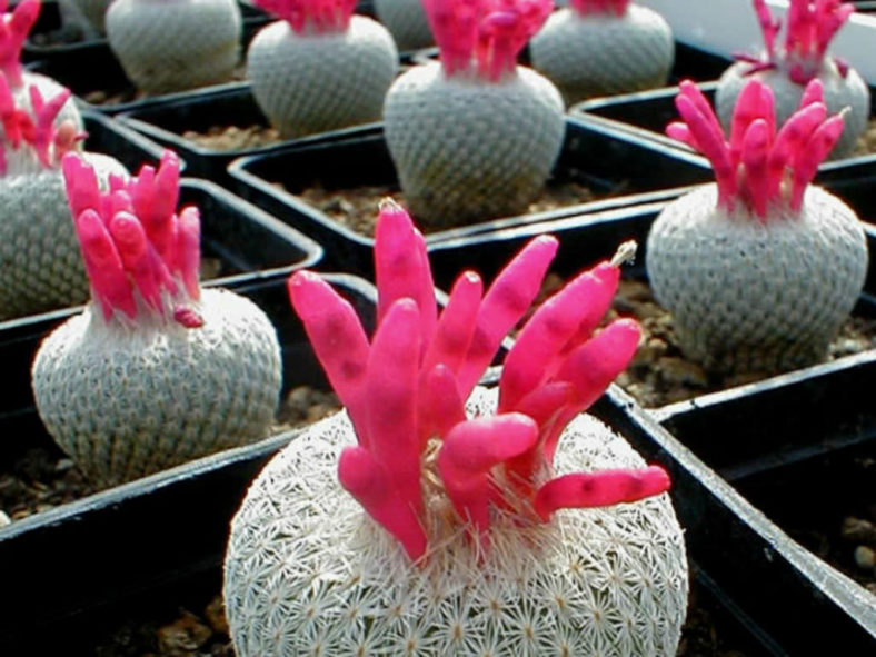 Epithelantha micromeris (Button Cactus)