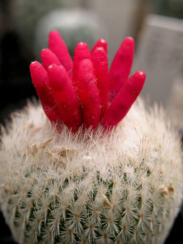 Epithelantha micromeris (Button Cactus)