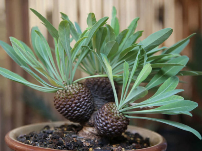 Euphorbia bupleurifolia (Pine Cone Plant)