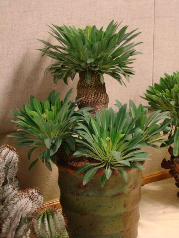 Euphorbia bupleurifolia (Pine Cone Plant)