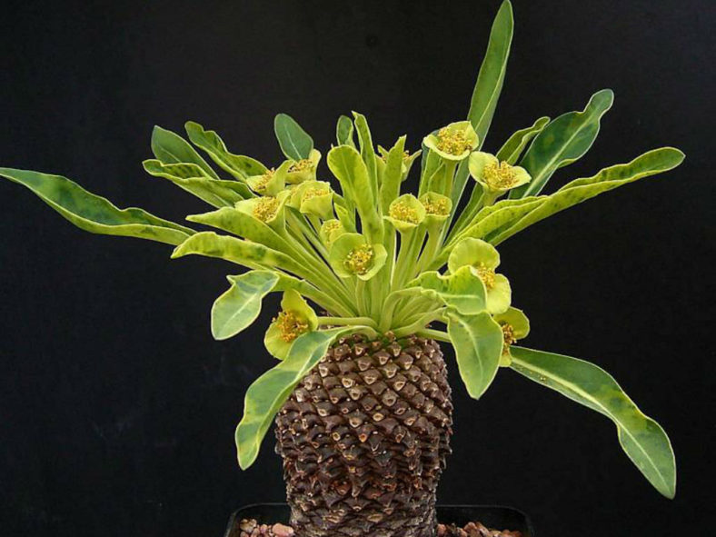 Euphorbia bupleurifolia (Pine Cone Plant)