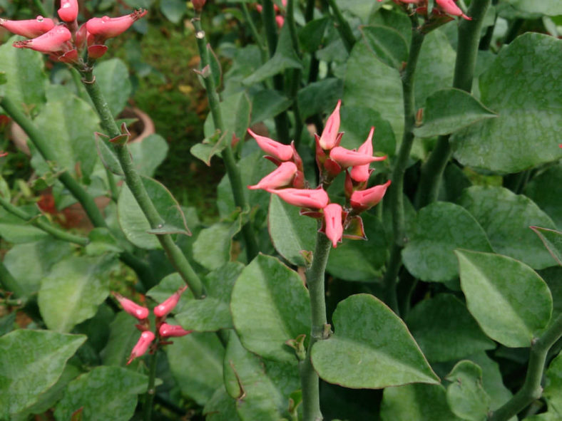 Euphorbia tithymaloides (Devil's Backbone)