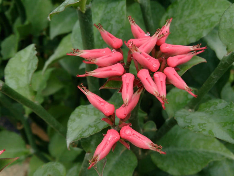 Euphorbia tithymaloides (Devil's Backbone)