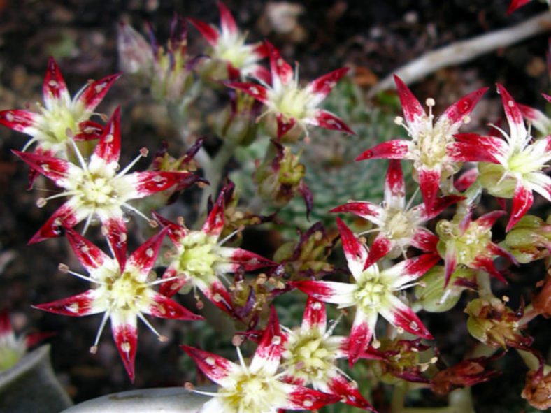 Graptopetalum filiferum