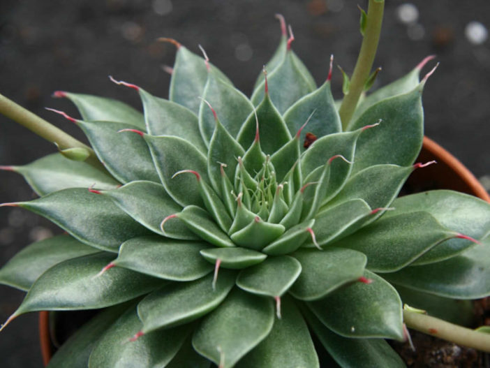 Graptopetalum filiferum