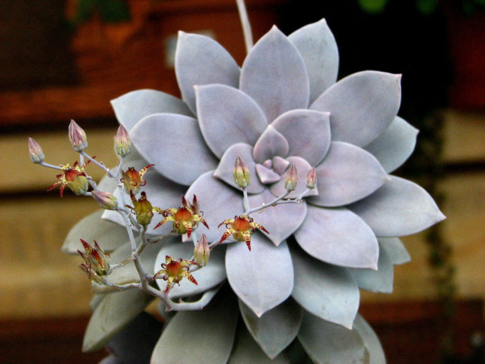 Graptopetalum superbum (Beautiful Graptopetalum) aka Graptopetalum pentandrum subsp. superbum