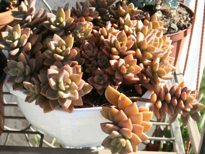 ×Graptosedum 'Bronze' aka ×Graptosedum 'Alpenglow' or ×Graptosedum 'Vera Higgins'