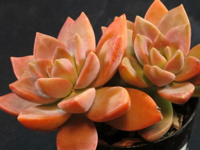 ×Graptosedum 'California Sunset'