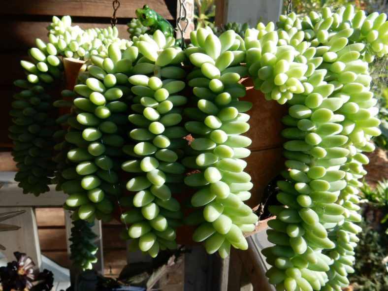 Growing Succulents in the Shade