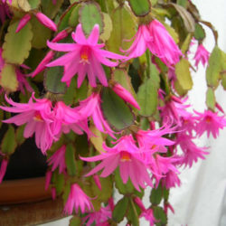 Hatiora rosea (Rose Easter Cactus) - World of Succulents