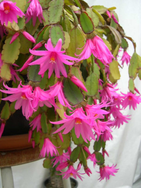 Hatiora rosea (Rose Easter Cactus) aka Rhipsalidopsis rosea or Schlumbergera rosea