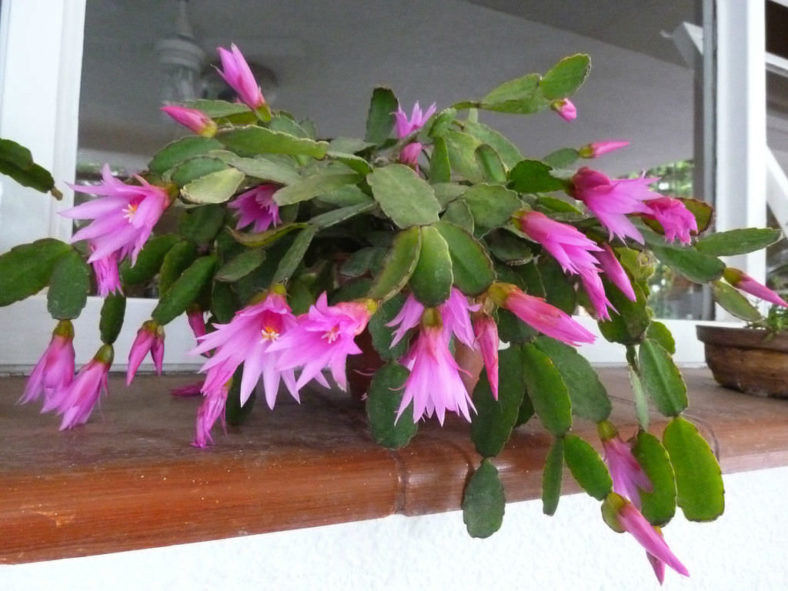 Hatiora rosea (Rose Easter Cactus) aka Rhipsalidopsis rosea or Schlumbergera rosea