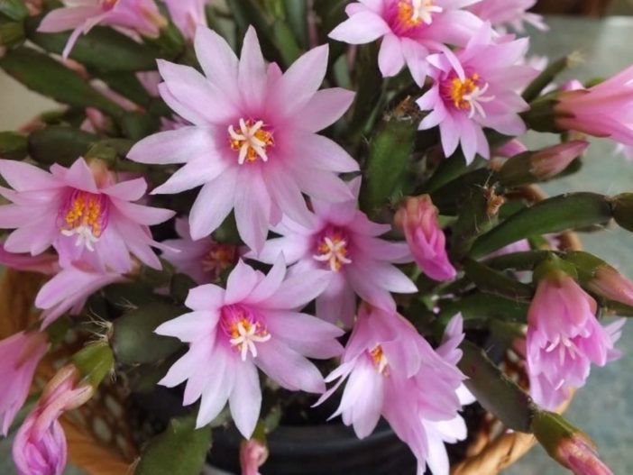 Hatiora rosea (Rose Easter Cactus) aka Rhipsalidopsis rosea or Schlumbergera rosea