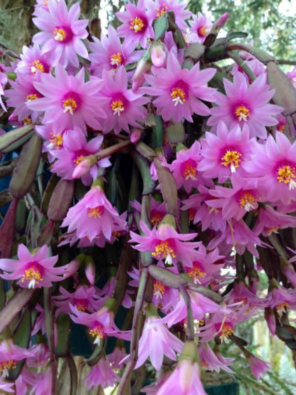 Hatiora rosea (Rose Easter Cactus) aka Rhipsalidopsis rosea or Schlumbergera rosea