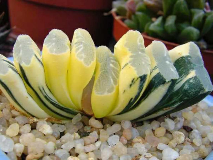 Haworthia truncata f. variegata (Horse's Teeth)