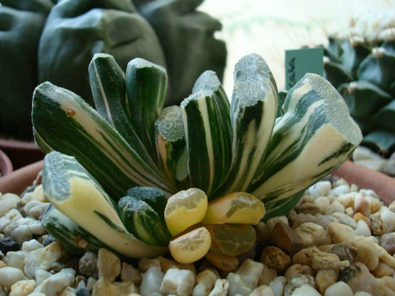 Haworthia truncata 'Variegata'